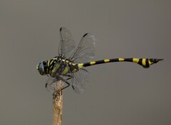 Ictinogomphus rapax