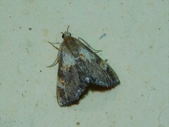 Thesaurica ocellata