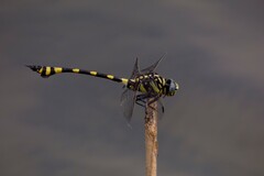 Ictinogomphus rapax