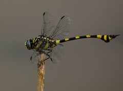 Ictinogomphus rapax