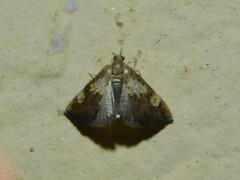 Thesaurica ocellata