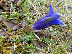 Gentiana clusii