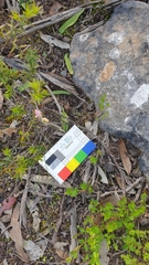Caladenia latifolia