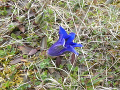 Gentiana clusii