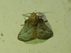 Neomocena convergens