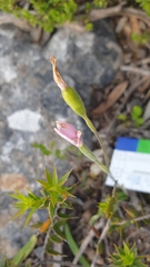 Caladenia latifolia