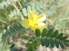 Tribulus taiwanense