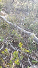 Caladenia latifolia