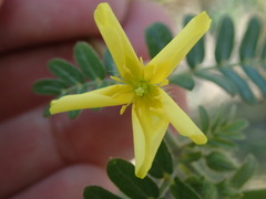 Tribulus taiwanense