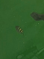 Abudefduf vaigiensis