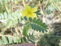 Tribulus taiwanense