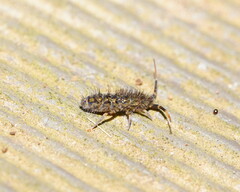 Entomobryoidea