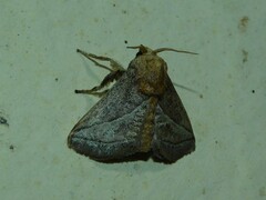 Neomocena convergens