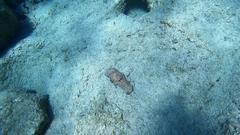 Scyllarides latus