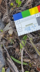 Caladenia latifolia