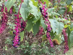 Calamagrostis epigejos