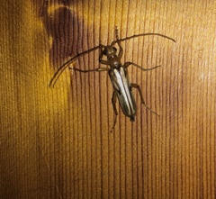 Ortholeptura valida