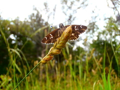 Muschampia floccifera