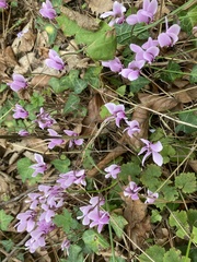 Calamagrostis epigejos