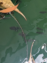 Sphaeramia orbicularis