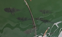 Sphaeramia orbicularis