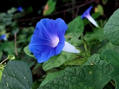 Ipomoea nil
