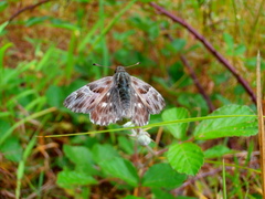 Muschampia floccifera