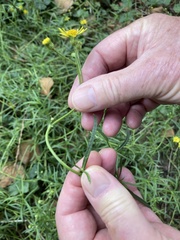 Calamagrostis epigejos