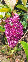 Medinilla speciosa