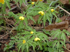 Anemonoides ranunculoides
