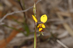 Diuris laxiflora