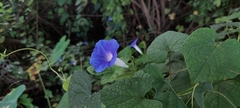 Ipomoea nil