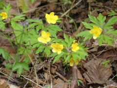 Anemonoides ranunculoides