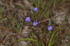 Chamaescilla corymbosa