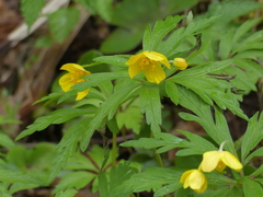 Anemonoides ranunculoides