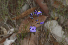 Chamaescilla corymbosa