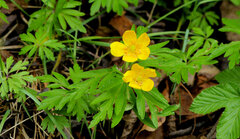 Anemonoides ranunculoides