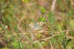 Muschampia lavatherae