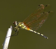 Trithemis pallidinervis