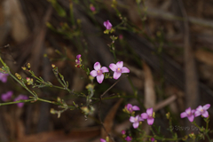 Boronia