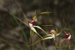 Caladenia decora