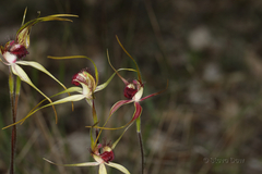 Caladenia decora