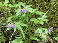 Cardamine pentaphyllos