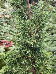Chamaecyparis obtusa
