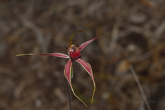 Caladenia decora
