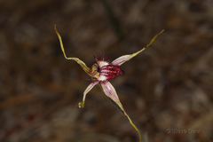 Caladenia decora