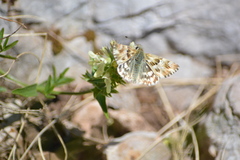 Muschampia lavatherae