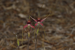 Caladenia decora