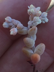 Sedum pedicellatum