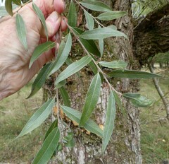 Phellinopsis conchata